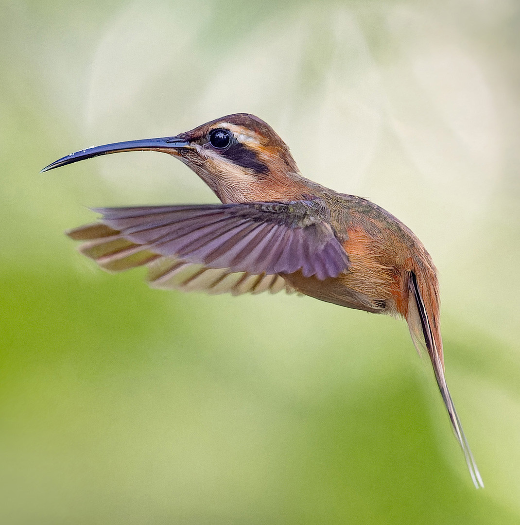 image Stripe-throated Hermit